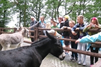 Z wizytą w zagrodzie osiołków